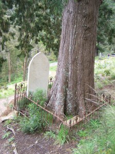 cypress in grave